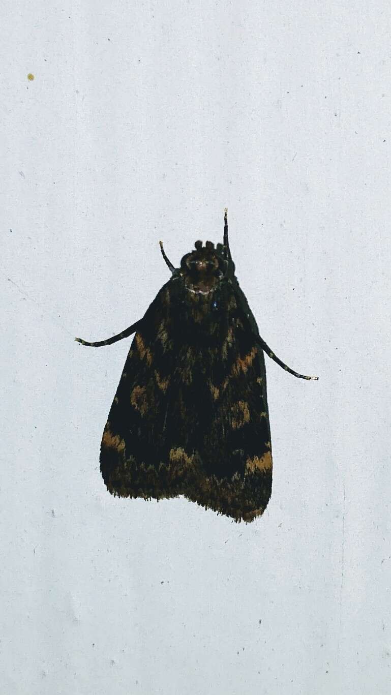 Image of Grease Moth