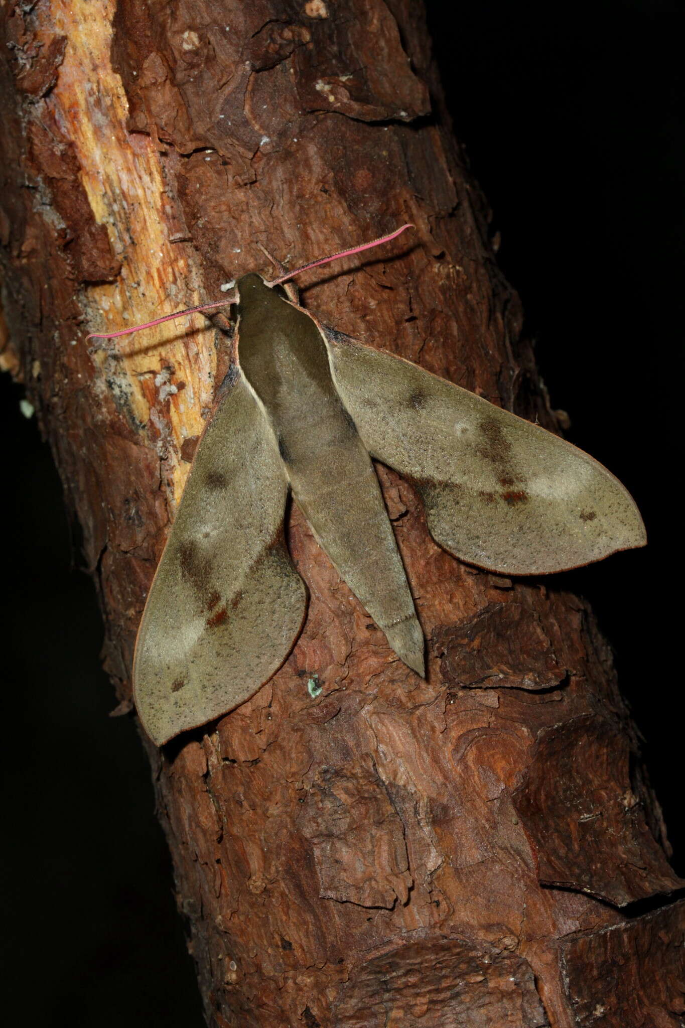 Image de Xylophanes rhodocera (Walker 1856)