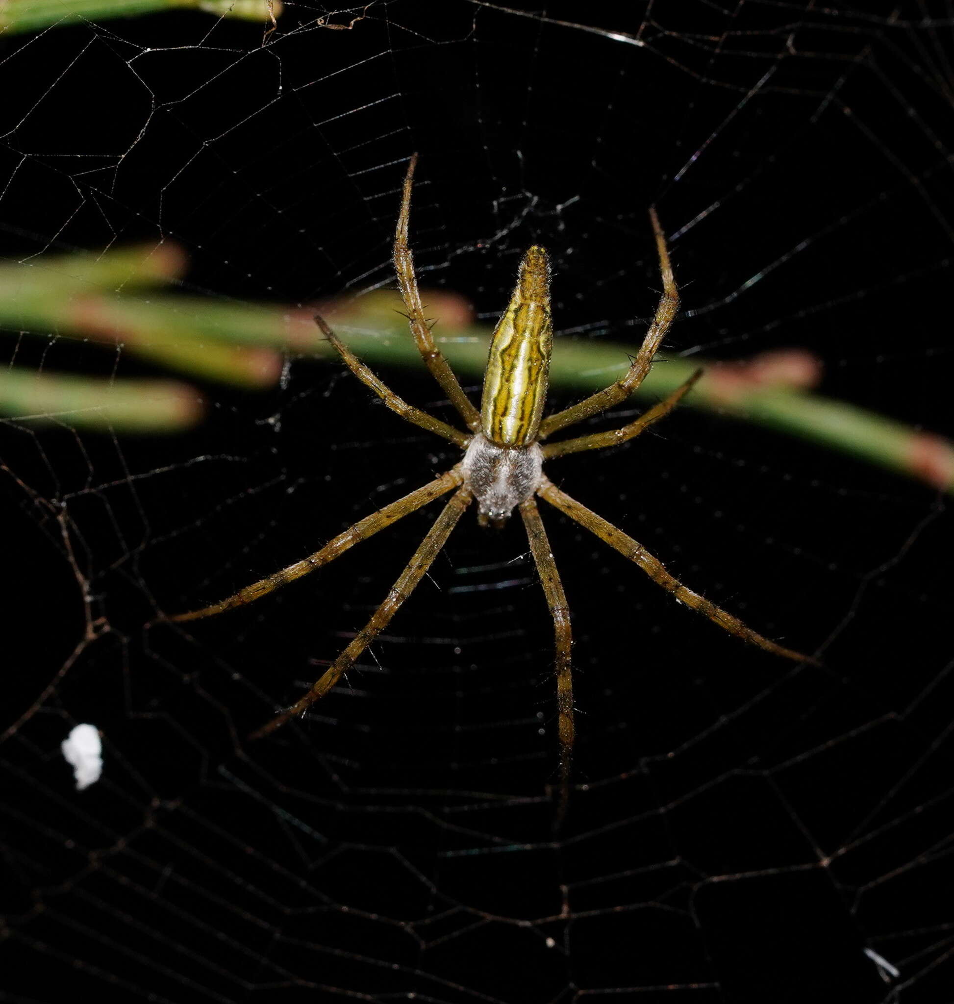 Image of Argiope probata Rainbow 1916