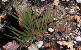 Image of Protea tenax (Salisb.) R. Br.