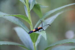 Sivun Calopteron reticulatum (Fabricius 1775) kuva