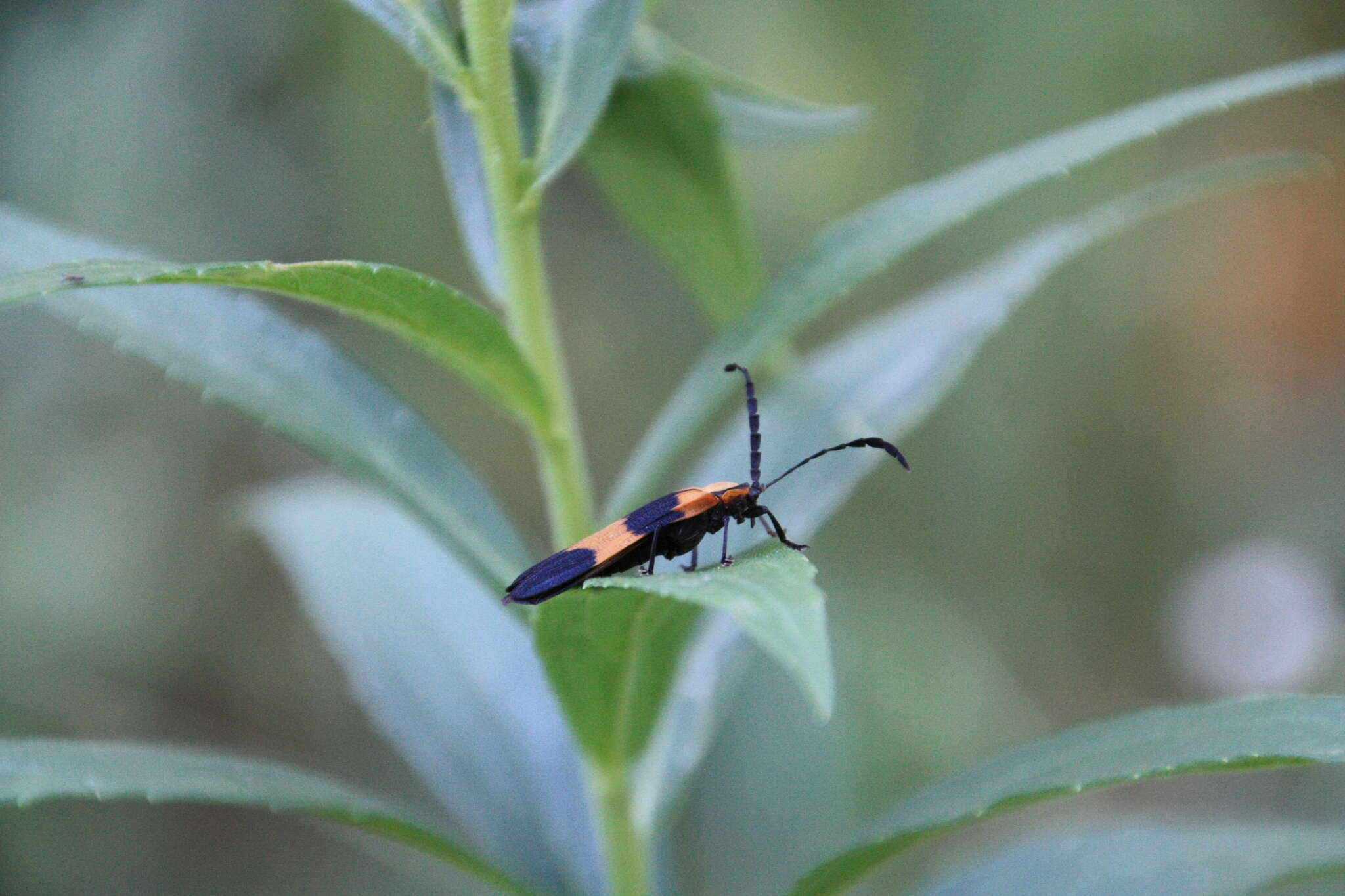 Sivun Calopteron reticulatum (Fabricius 1775) kuva