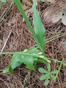 Image of Agave bulliana (Baker) Thiede & Eggli