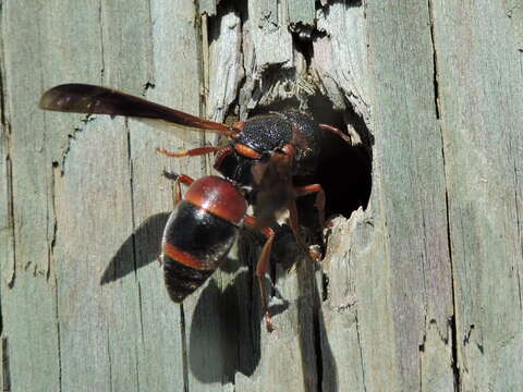 Image of Red-marked Pachodynerus