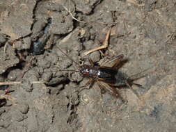 Imagem de Eunemobius carolinus (Scudder & S. H. 1877)