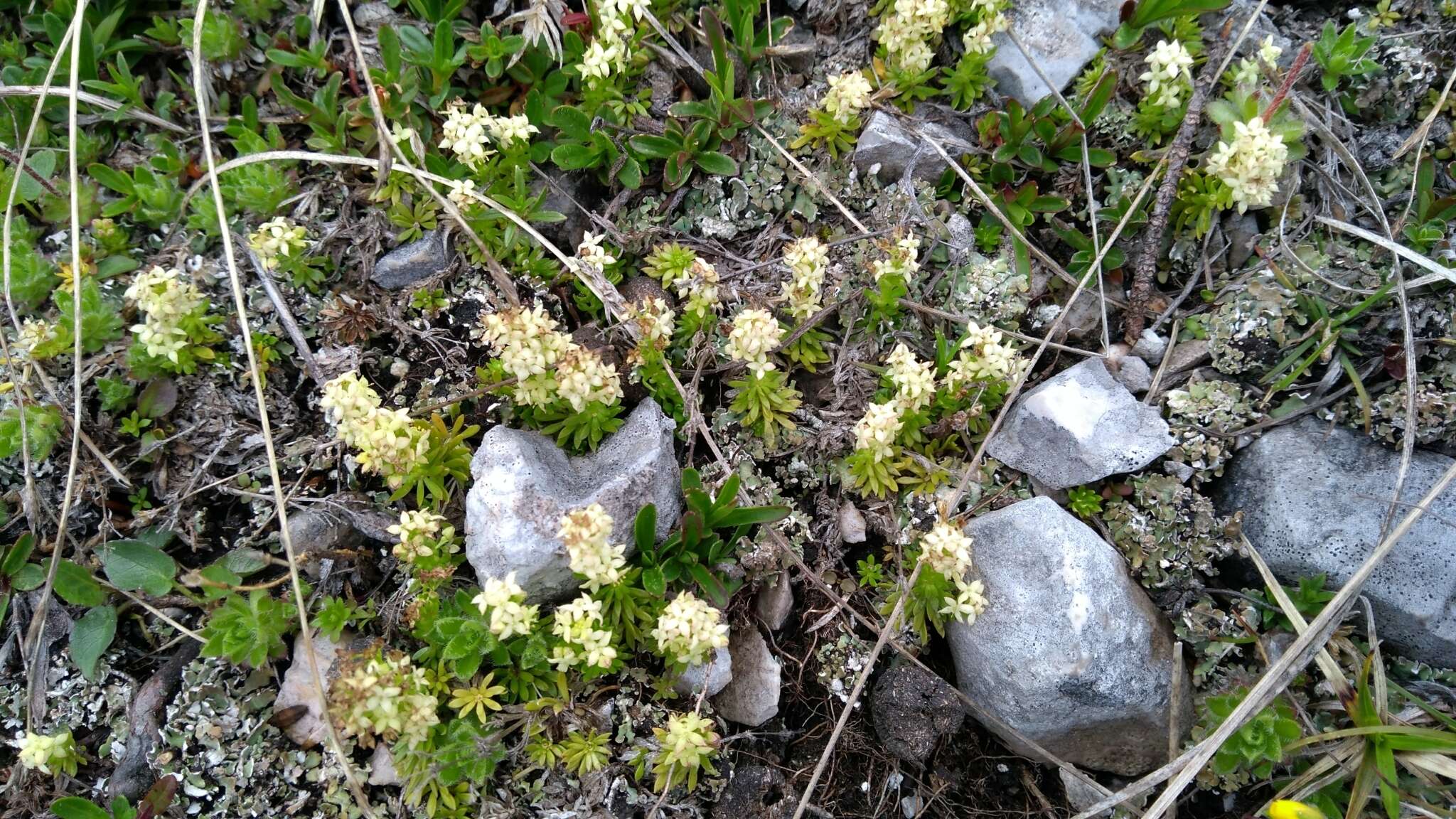 Plancia ëd Galium noricum Ehrend.