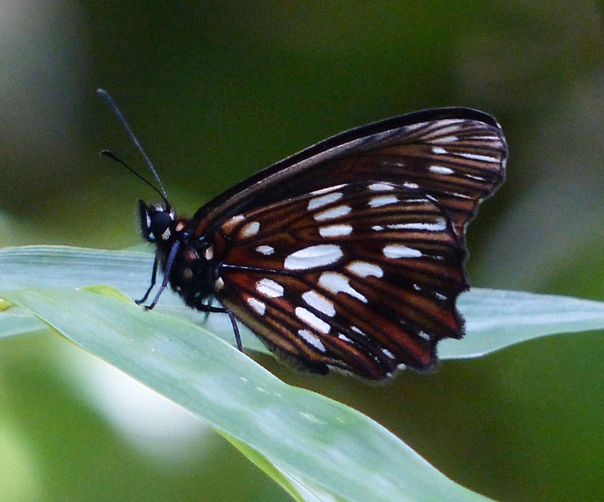 Image of Eteona tisiphone Boisduval 1836