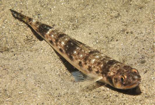 Image of Brushtooth lizardfish