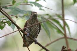 Image of African Emerald Cuckoo