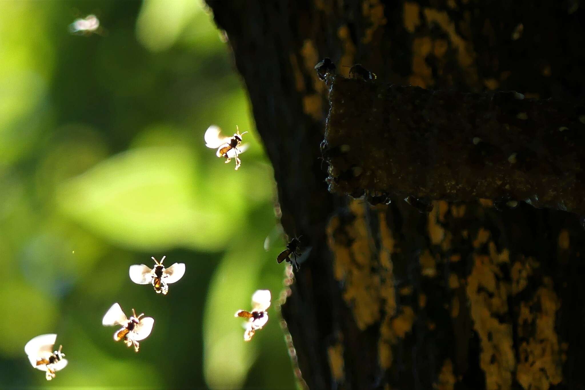 Plancia ëd Homotrigona apicalis (Smith 1857)