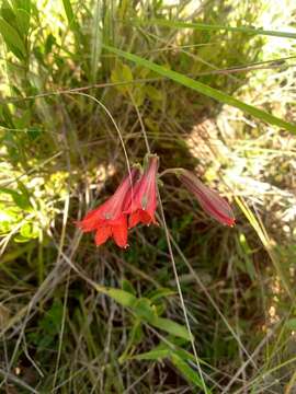 Image of Alstroemeria gardneri Baker