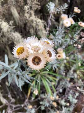 Image of Helichrysum newii Oliv. & Hiern