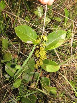 Image of Salacia kraussii (Harv.) Harv.