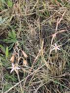 Image of Hesperantha longicollis Baker