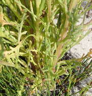 Image of Senecio arenarius Thunb.