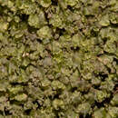 Image of dotted bristle fern