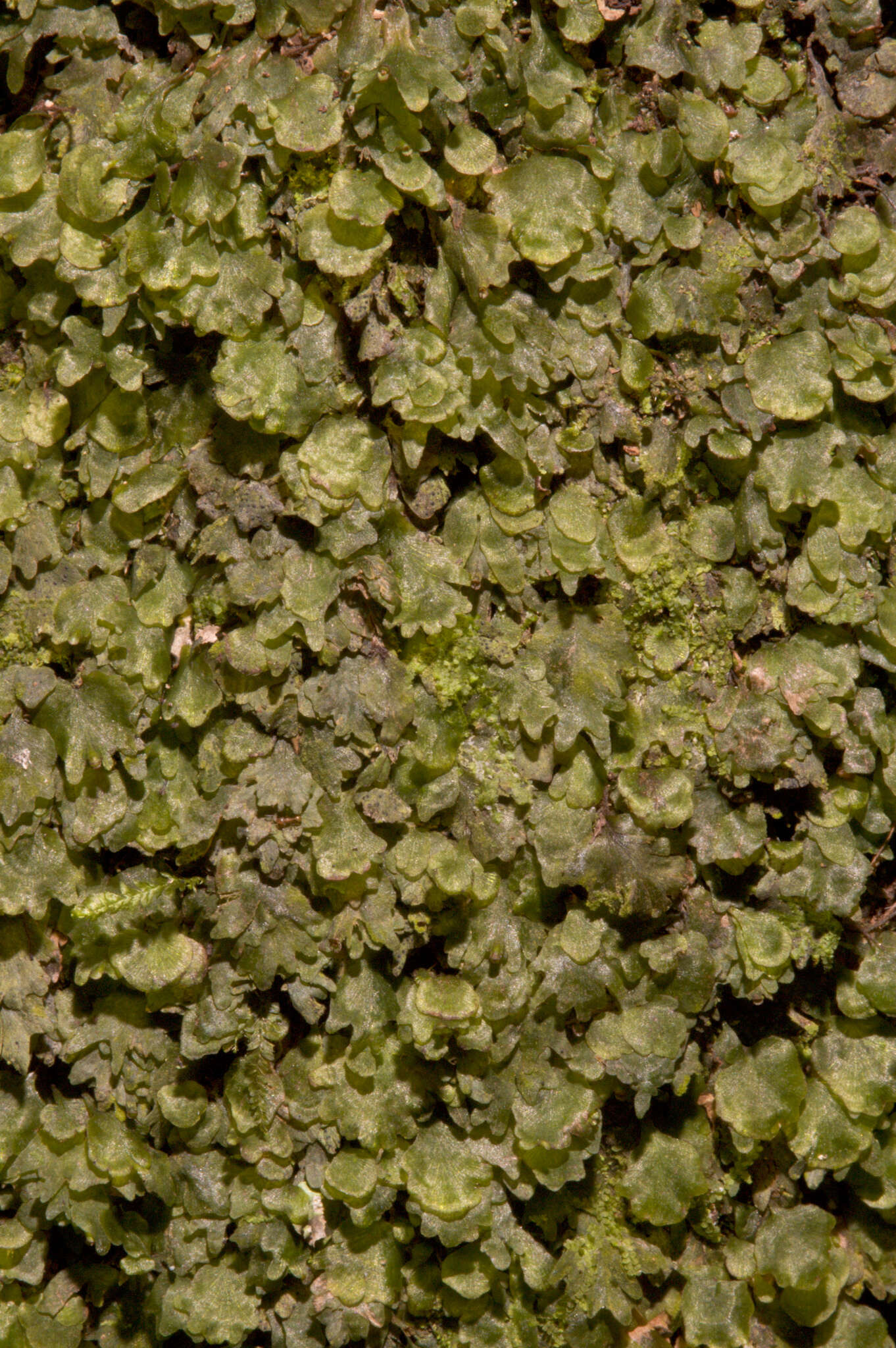 Image of dotted bristle fern