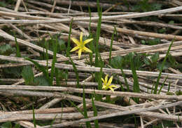 Image of Gagea granulosa Turcz.