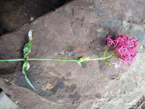 صورة Trioza centranthi (Vallot 1829)