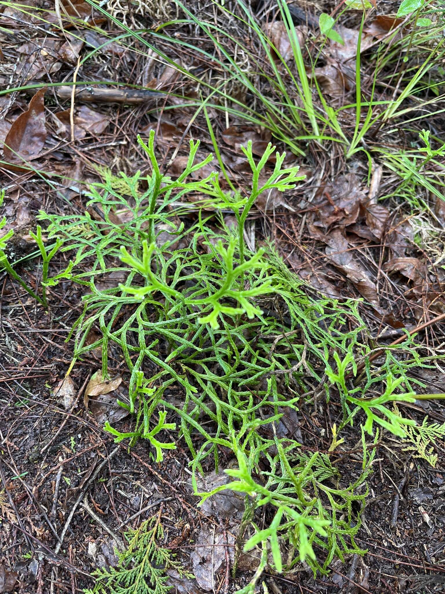 Image of Diphasiastrum multispicatum (J. H. Wilce) Holub