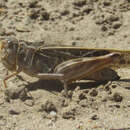 Image of Haldeman's Grasshopper