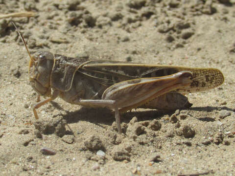 Слика од Pardalophora haldemanii (Scudder & S. H. 1872)