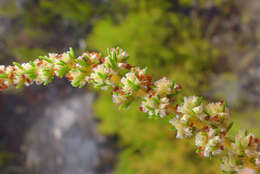 Plancia ëd Erica muscosa (Aiton) E. G. H. Oliver