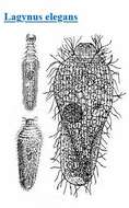 Image of Lagynus elegans (Engelmann 1862) Quennerstedt 1867