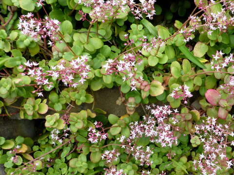 Image of Crassula multicava subsp. multicava