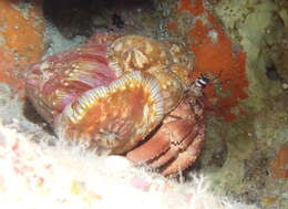 Image of jeweled anemone hermit