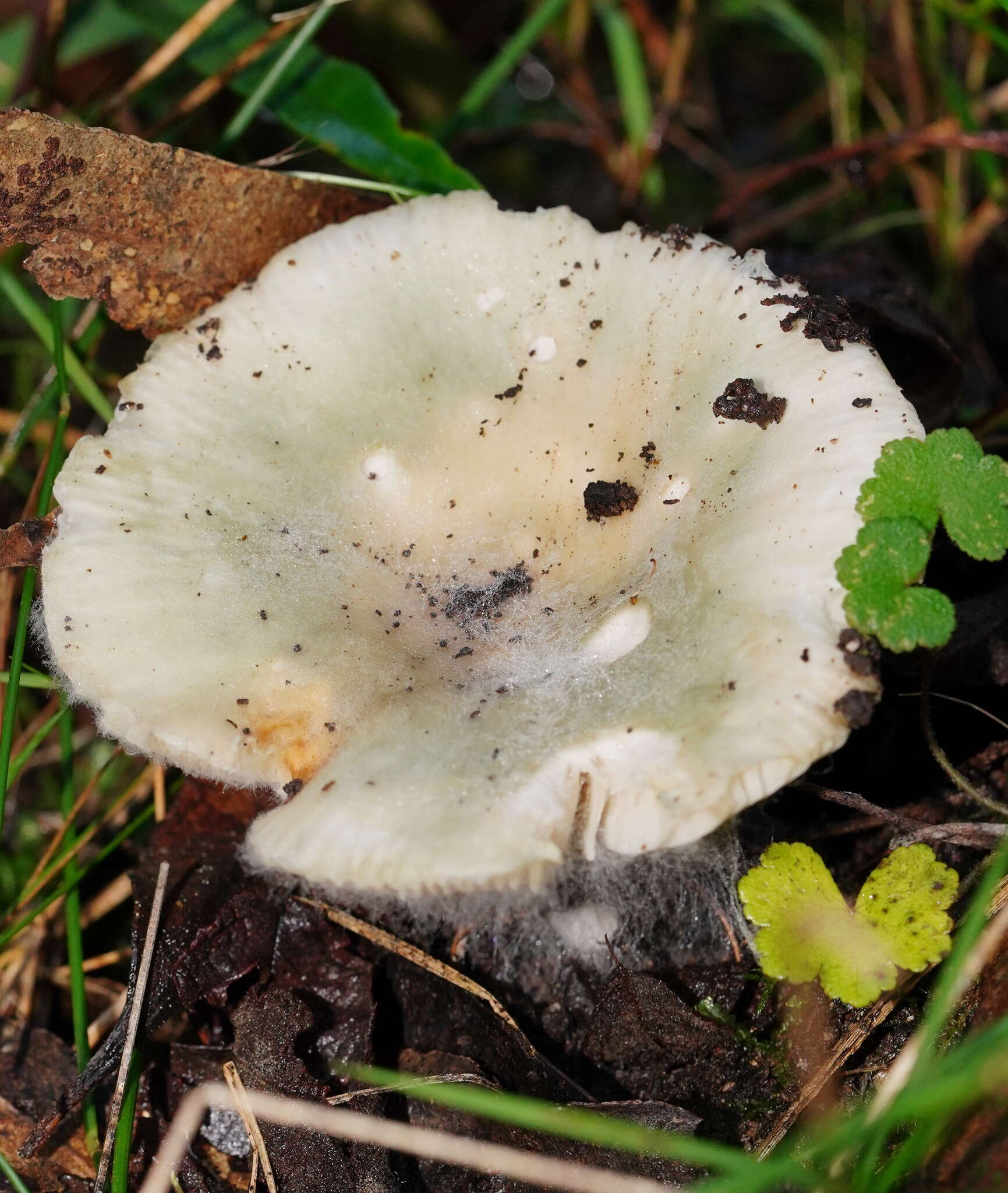 Image of Russula iterika Grgur. 1997