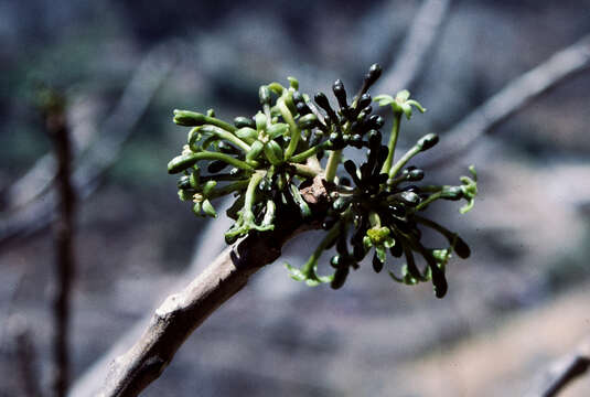 Image of Vasconcellea candicans (A. Gray) A. DC.