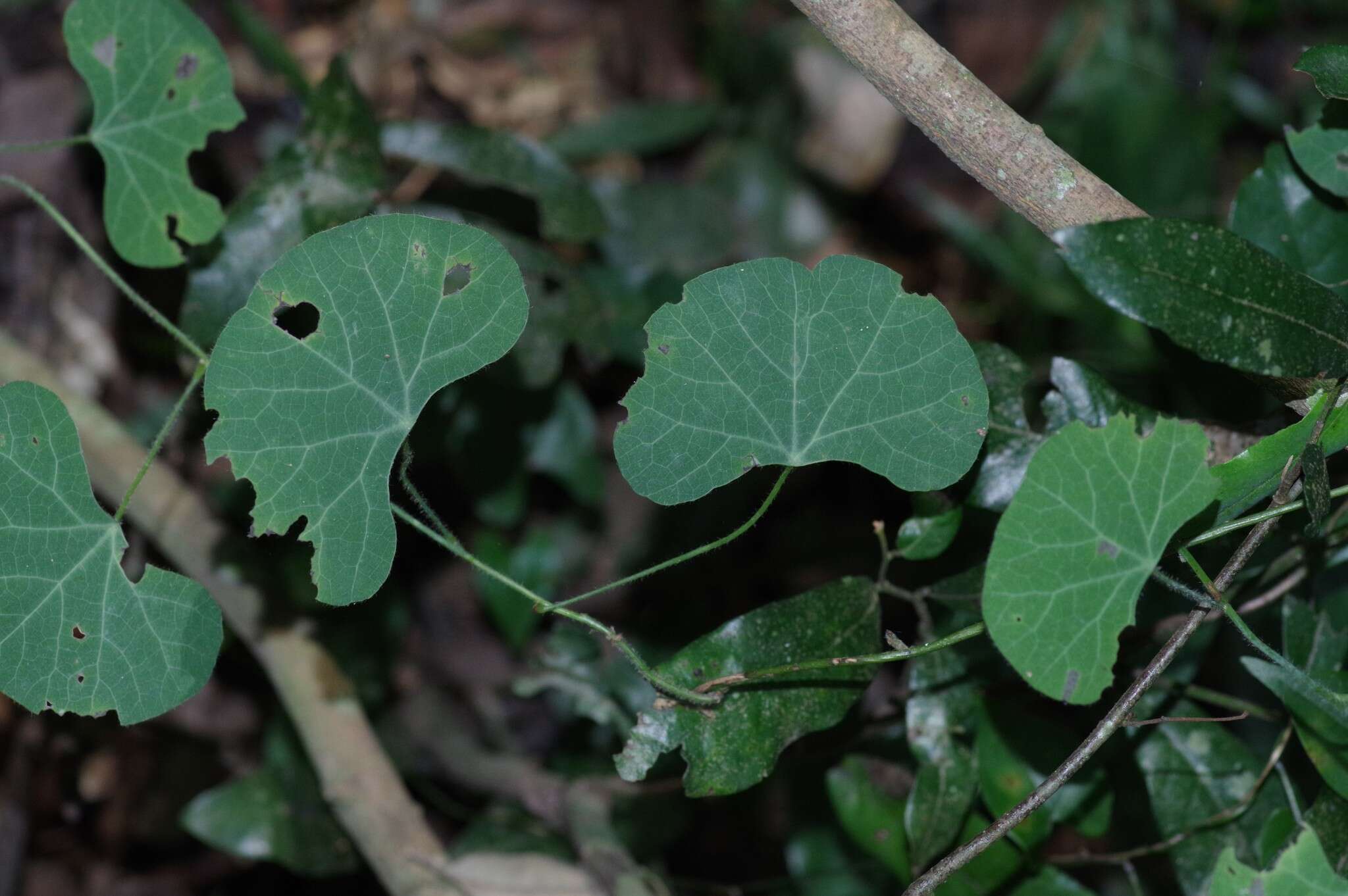 Image of Kidney-leaf