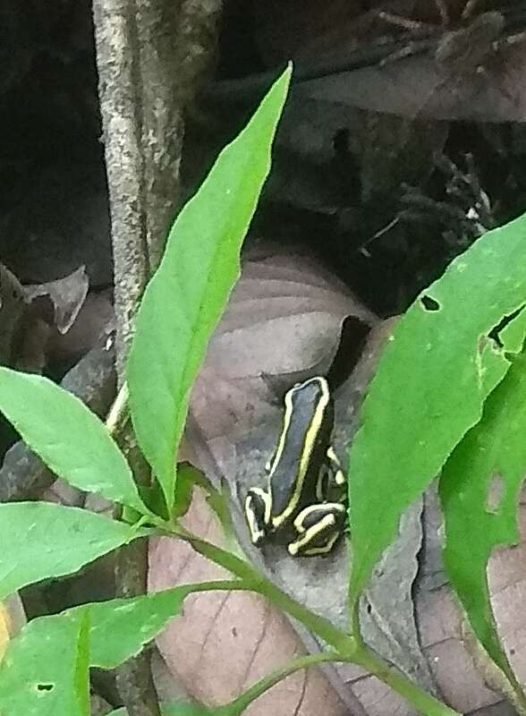 Image of Yellow-striped Poison Frog