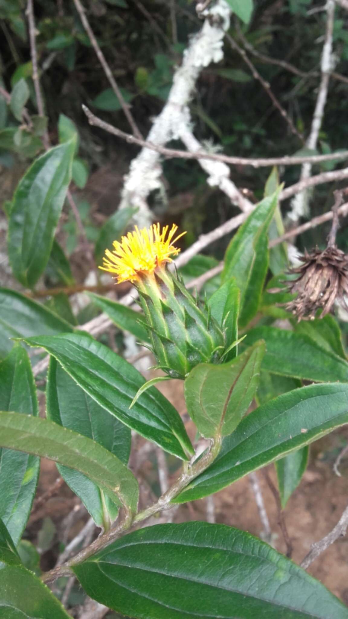 Image of Lycoseris crocata (Bertol.) Blake