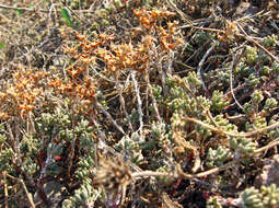 Image of Sedum urvillei DC.