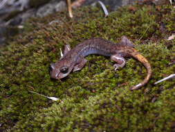 Image of Wintu Shasta Salamander