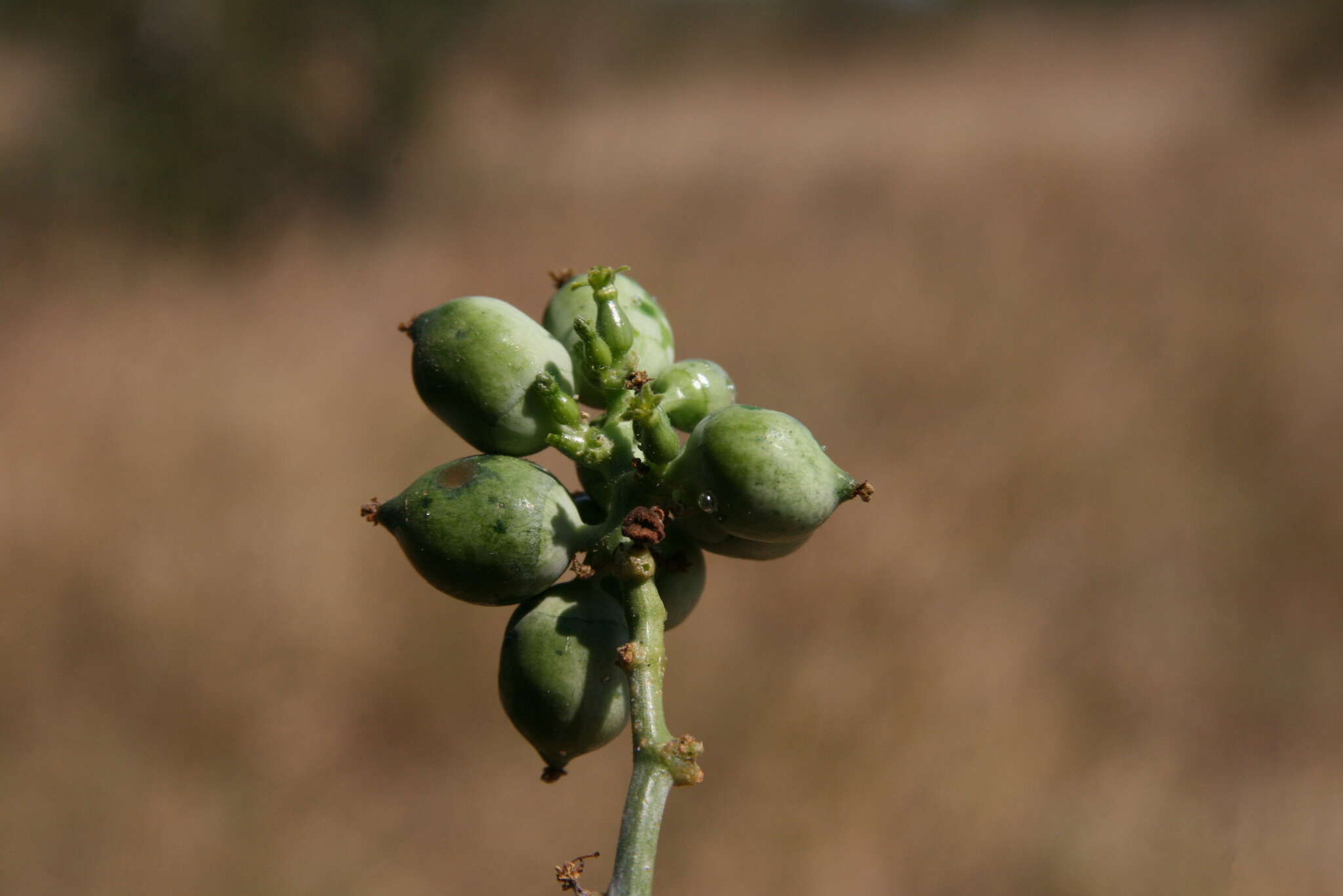 Image of Corallocarpus bainesii (Hook. fil.) A. Meeuse