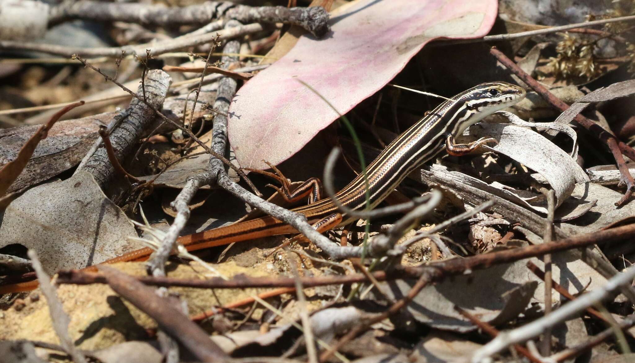 Imagem de Ctenotus taeniolatus (White 1790)