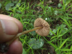 Слика од Entoloma araneosum (Quél.) M. M. Moser 1978