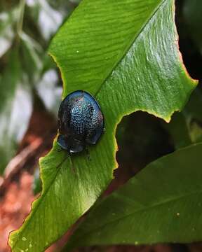 صورة Cyrtonota cyanea (Linnaeus 1758)