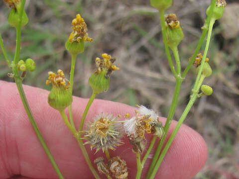 Image of Great Plains Groundsel