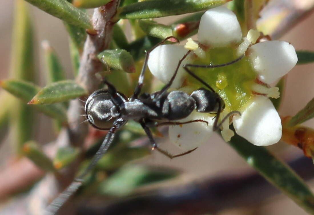 Camponotus angusticeps Emery 1886的圖片