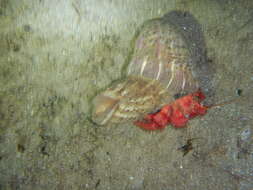 Image of Mediterranean hermit crab