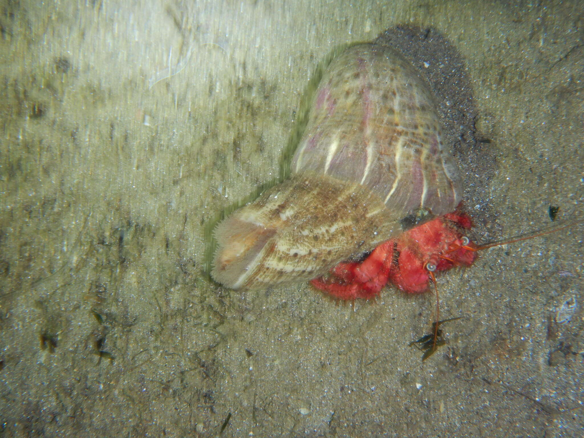 Image of Mediterranean hermit crab