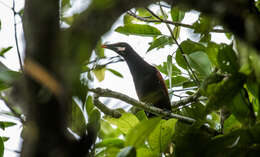 Image of Baudo Oropendola