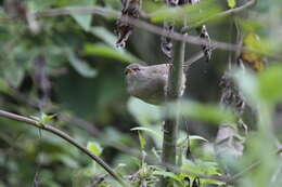 Image of Aberrant Bush Warbler