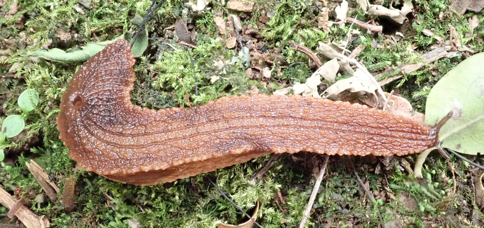 Image of Chlamydephorus burnupi (E. A. Smith 1892)