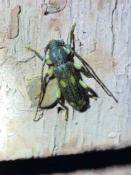 Image of Ash and Privet Borer