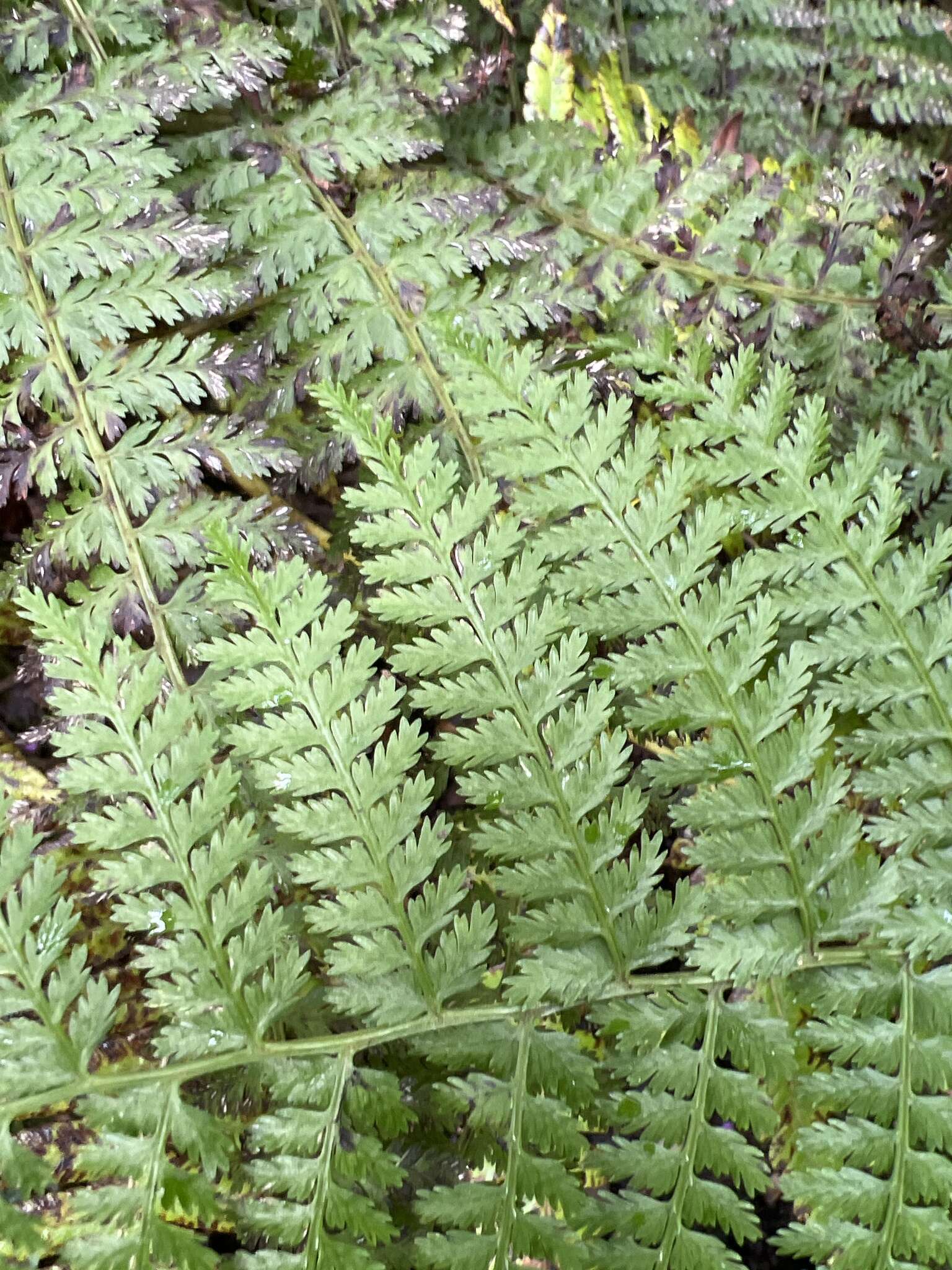 Image de Athyrium microphyllum (Sm.) Alston